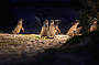 Penguin Parade